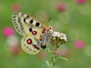 Apollo (Parnassius apollo)