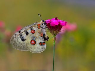 Apollo (Parnassius apollo)