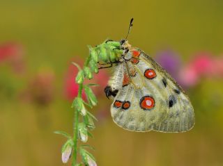 Apollo (Parnassius apollo)