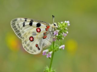 Apollo (Parnassius apollo)