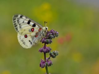 Apollo (Parnassius apollo)