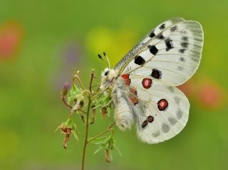 Apollo (Parnassius apollo)