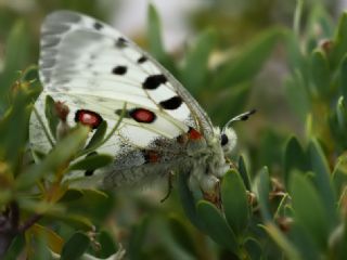 Apollo (Parnassius apollo)