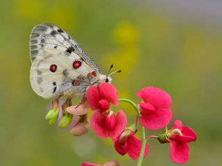 Apollo (Parnassius apollo)