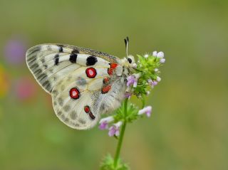 Apollo (Parnassius apollo)