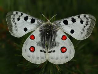 Apollo (Parnassius apollo)
