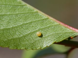 Erik K�rlang��kuyruk&nbsp;(Iphiclides&nbsp;podalirius)