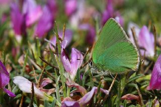 Anadolu Zmrt (Callophrys paulae)