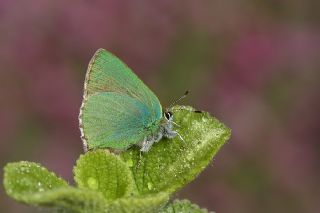 Zmrt (Callophrys rubi)
