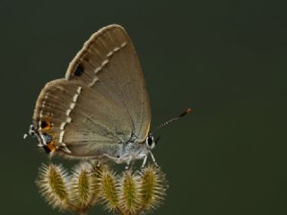 Sevbeni (Satyrium abdominalis)