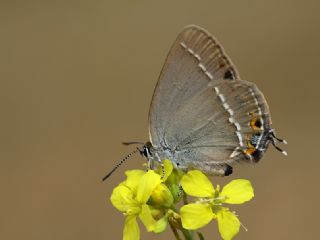 Sevbeni (Satyrium abdominalis)