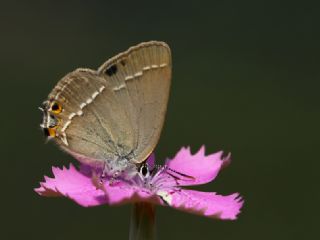 Sevbeni (Satyrium abdominalis)