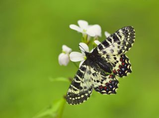 Kafkas Fistosu (Zerynthia caucasica)