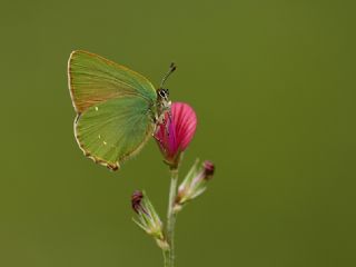 Zmrt (Callophrys rubi)