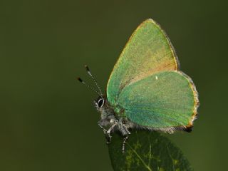 Zmrt (Callophrys rubi)