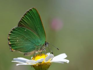 Zmrt (Callophrys rubi)