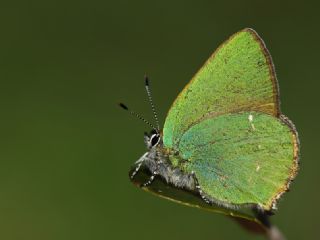 Zmrt (Callophrys rubi)