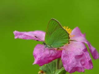 Zmrt (Callophrys rubi)