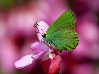 Z�mr�t&nbsp;(Callophrys&nbsp;rubi)