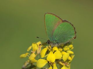 Zmrt (Callophrys rubi)