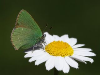 Zmrt (Callophrys rubi)