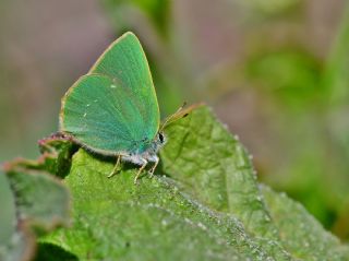 Nahvan Zmrt (Callophrys danchenkoi)