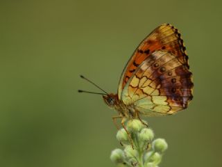 Brtlen Brentisi (Brenthis daphne)