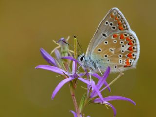 okgzl Meneke Mavisi (Polyommatus thersites)