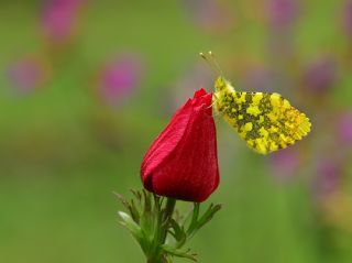 Ssl Damone (Anthocharis damone)