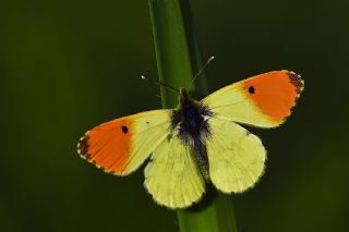 Ssl Damone (Anthocharis damone)