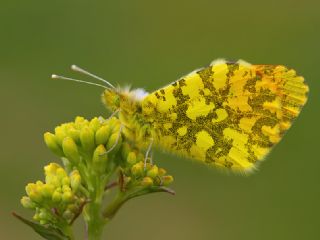 Ssl Damone (Anthocharis damone)