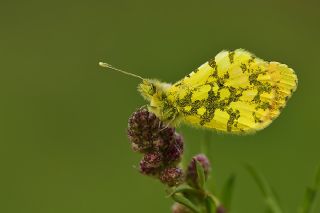 Ssl Damone (Anthocharis damone)