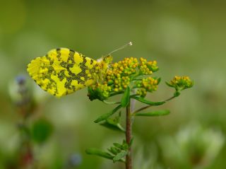 Ssl Damone (Anthocharis damone)