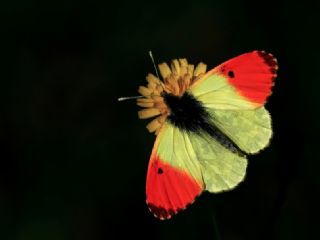 Ssl Damone (Anthocharis damone)