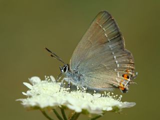 Minik Sevbeni (Satyrium acaciae)