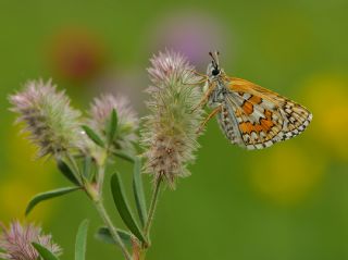 Sarbandl Zpzp (Pyrgus sidae)