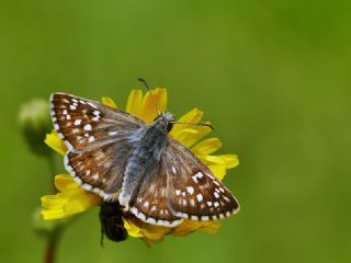 Sar Bandl Zpzp (Pyrgus sidae)