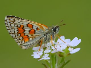 Sarbandl Zpzp (Pyrgus sidae)