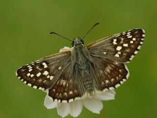 Sarbandl Zpzp (Pyrgus sidae)