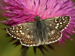 Sar Bandl Zpzp (Pyrgus sidae)