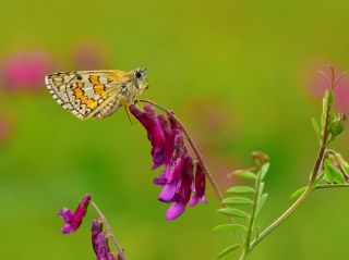 Sar� Bandl� Z�pz�p&nbsp;(Pyrgus&nbsp;sidae)