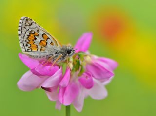 Sarbandl Zpzp (Pyrgus sidae)