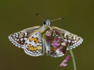 Sarbandl Zpzp (Pyrgus sidae)