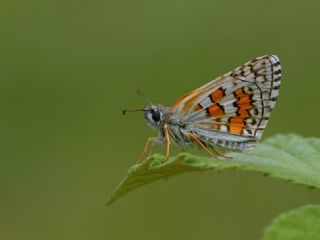 Sarbandl Zpzp (Pyrgus sidae)