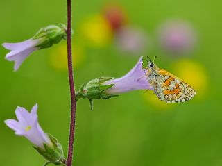 Sar Bandl Zpzp (Pyrgus sidae)