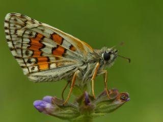 Sarbandl Zpzp (Pyrgus sidae)