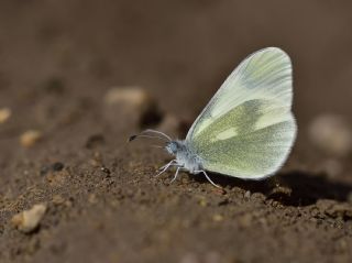 Doulu Narin Orman Beyaz (Leptidea duponcheli)