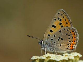 Ate Bakr Gzeli (Lycaena candens)