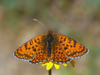 Trkistan parhan (Melitaea arduinna)