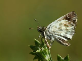 ark Zpzp (Carcharodus orientalis)